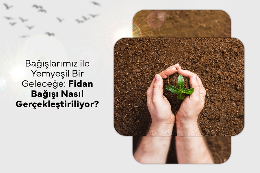 Bağışlarımız ile Yemyeşil Bir Geleceğe: Fidan Bağışı Nasıl Gerçekleştiriliyor?